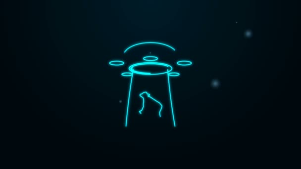 Linha de néon brilhante OVNI sequestra ícone de vaca isolado em fundo preto. Um disco voador. Nave espacial alienígena. Objeto voador desconhecido futurista. Animação gráfica em movimento de vídeo 4K — Vídeo de Stock
