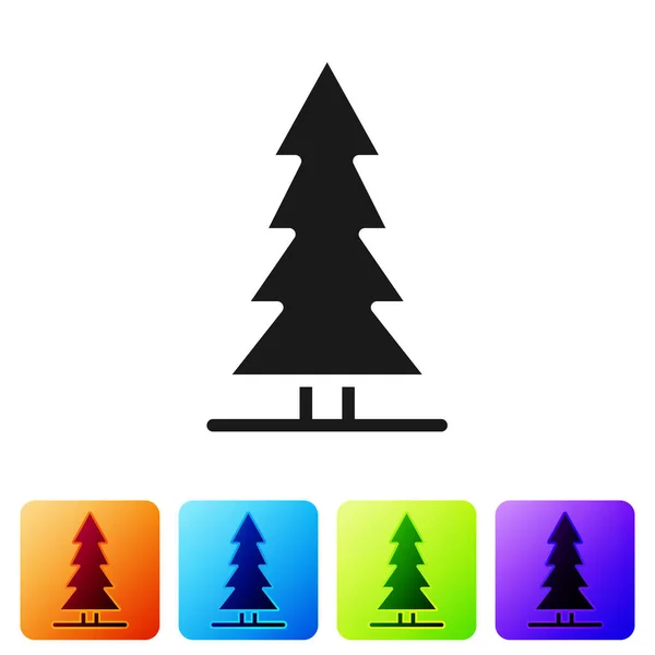 Black Canadian Spruce Icon Isolated White Background Forest Spruce Set — Stock Vector