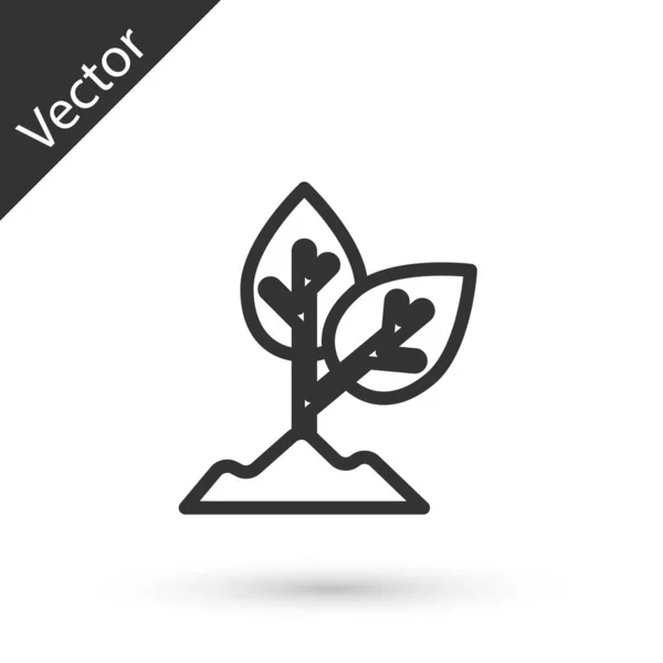 Línea Gris Icono Planta Aislado Sobre Fondo Blanco Semillas Plántulas — Vector de stock