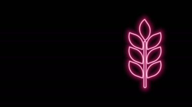 Pilav, buğday, mısır, yulaf, çavdar ve siyah arka planda izole edilmiş arpa ikonu içeren parlak neon çizgileri. Buğday ekmeği sembolleri. 4K Video hareketli grafik canlandırması
