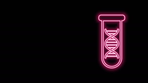 Žhnoucí neonové linie DNA výzkum, hledání ikona izolované na černém pozadí. Genetické inženýrství, genetické testování, klonování, testování otcovství. Grafická animace pohybu videa 4K — Stock video