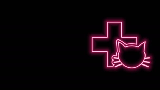 Linha de néon brilhante ícone de símbolo de clínica veterinária isolado no fundo preto. Cruze com cuidados veterinários gato. Sinal de primeiros socorros. Animação gráfica em movimento de vídeo 4K — Vídeo de Stock