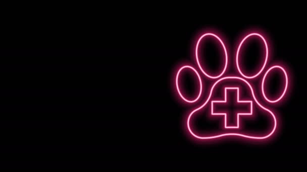 Linha de néon brilhante ícone de símbolo de clínica veterinária isolado no fundo preto. Assinatura do hospital. Uma pata estilizada imprimir cão ou gato. Sinal de primeiros socorros. Animação gráfica em movimento de vídeo 4K — Vídeo de Stock