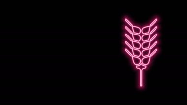 Pilav, buğday, mısır, yulaf, çavdar ve siyah arka planda izole edilmiş arpa ikonu içeren parlak neon çizgileri. Buğday ekmeği sembolleri. 4K Video hareketli grafik canlandırması