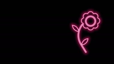 Parlayan neon hattı çiçek simgesi siyah arkaplanda izole edildi. 4K Video hareketli grafik canlandırması
