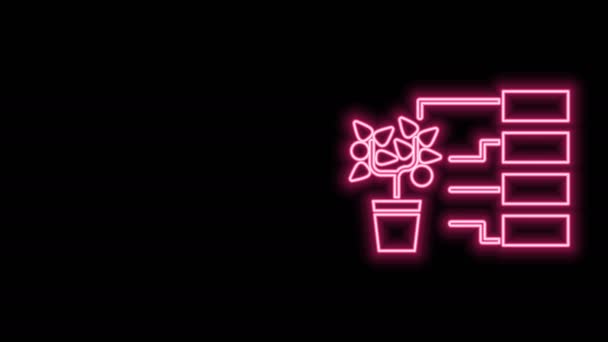 Ligne lumineuse néon Icône d'analyse de fleurs isolée sur fond noir. Animation graphique de mouvement vidéo 4K — Video