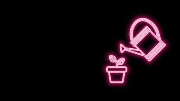 Glowing neon line Watering can sprays water drops above plant in pot icon isolated on black background. Irrigation symbol. 4K Video motion graphic animation — Stock Video