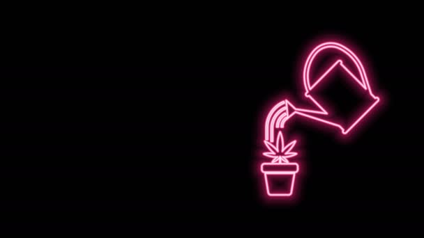 Gloeiende neonlijn Watering kan waterdruppels spuiten boven marihuana of cannabis plant in potpictogram geïsoleerd op zwarte achtergrond. Marihuana kweekconcept. 4K Video motion grafische animatie — Stockvideo