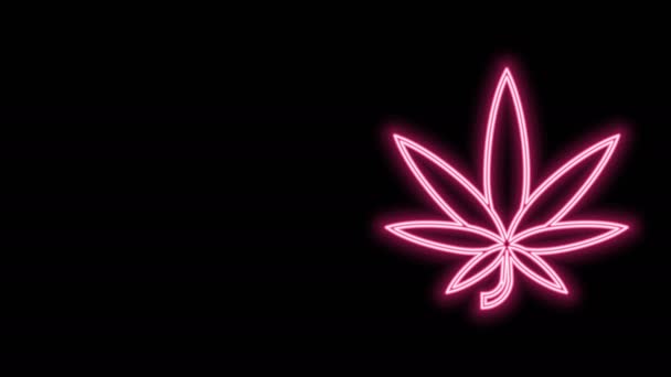Glowing neon line Ganja medis atau cannabis ikon daun terisolasi di latar belakang hitam. Simbol Hemp. Animasi grafis gerak Video 4K — Stok Video