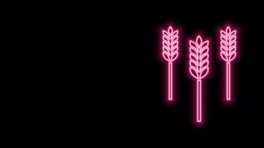 Pilav, buğday, mısır, yulaf, çavdar ve siyah arka planda izole edilmiş arpa ikonu içeren parlak neon çizgileri. Buğday ekmeği sembolleri. 4K Video hareketli grafik canlandırması