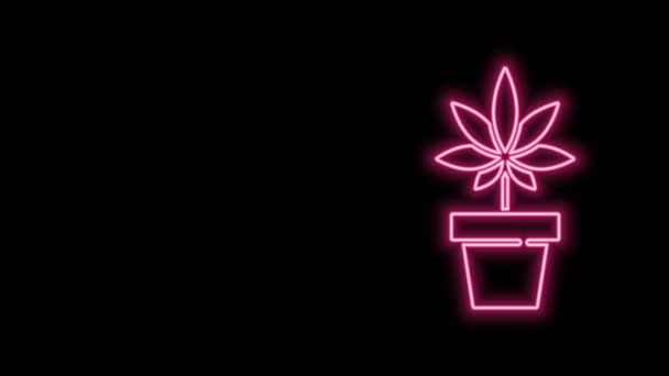 Glödande neon line Medicinsk marijuana eller cannabis växt i potten ikon isolerad på svart bakgrund. Marijuana odlingskoncept. Hampa krukväxt. 4K Video motion grafisk animation — Stockvideo