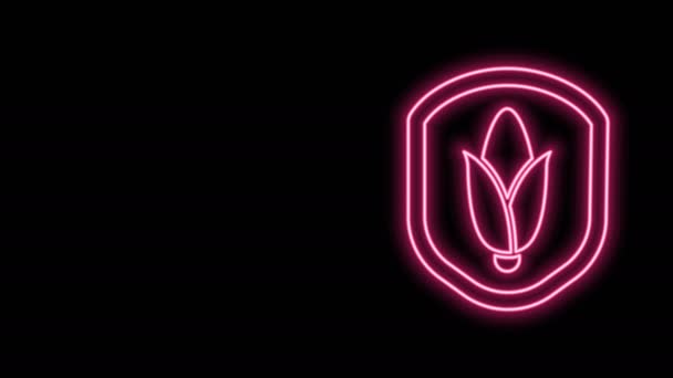 Brillante línea de neón Escudo icono de maíz aislado sobre fondo negro. Seguridad, seguridad, protección, concepto de privacidad. Animación gráfica de vídeo 4K — Vídeos de Stock