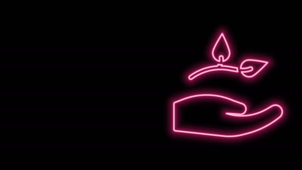 Ragyogó neon vonal Levél a kezében a környezetvédelem ikon elszigetelt fekete alapon. Vetés és palánta. Sűrűt ültetek. Ökológia. 4K Videó mozgás grafikus animáció — Stock videók