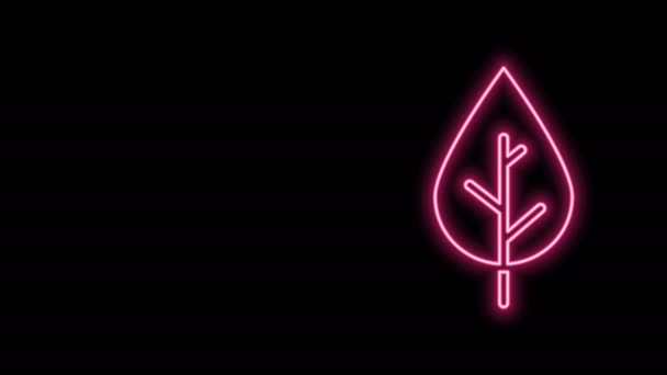 Linea neon luminosa Icona foglia isolata su sfondo nero. Simbolo del prodotto naturale fresco. Animazione grafica 4K Video motion — Video Stock