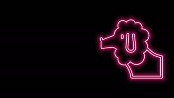 Glödande neon linje fransk pudel hund ikon isolerad på svart bakgrund. 4K Video motion grafisk animation — Stockvideo
