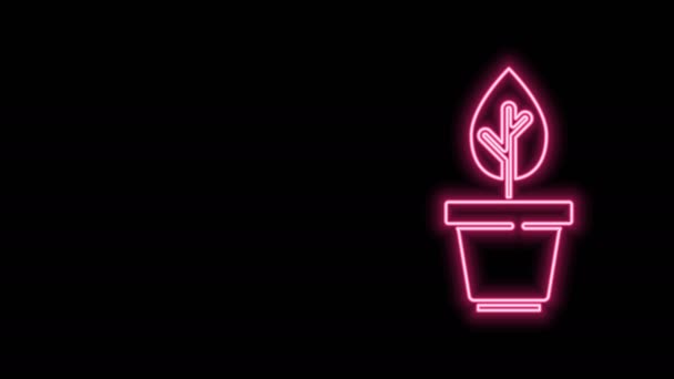 흑색 배경에 고립된 냄비의 네온 라인 플랜트. 화분에 식물이 자라고 있다. 식물 표지판이야. 4K 비디오 모션 그래픽 애니메이션 — 비디오