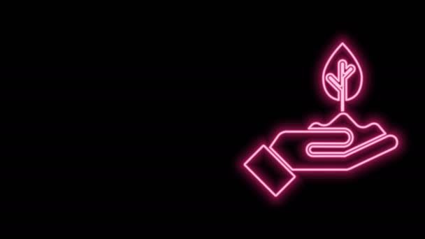 Glowing neon line Tanaman di tangan ikon perlindungan lingkungan terisolasi di latar belakang hitam. Benih dan bibit. Menanam tunas. Animasi grafis gerak Video 4K — Stok Video