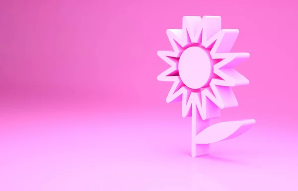 Ροζ Sunflower Εικονίδιο Απομονώνονται Ροζ Φόντο Μινιμαλιστική Έννοια Απεικόνιση Καθιστούν — Φωτογραφία Αρχείου