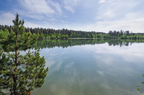 Bir orman gölet, çam ve ağaç çevresinde sessiz su