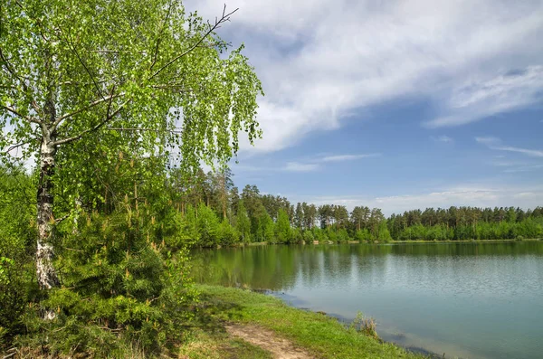 Bir orman gölet, çam ve ağaç çevresinde sessiz su