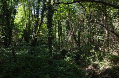 Karadeniz kıyısında subtropikal kayın ormanı