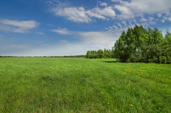 Champs Verts Forêts Sous Ciel Bleu Avec Des Nuages Blancs — Photo