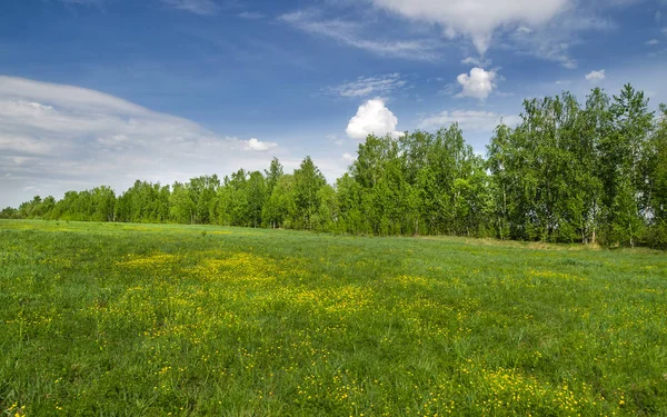 Champs Verts Forêts Sous Ciel Bleu Avec Des Nuages Blancs — Photo