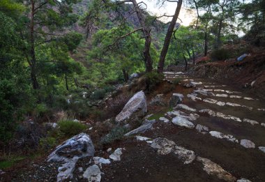 Çim, bush ve kayaların arasındaki çiçekler