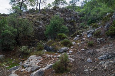 Çim, bush ve kayaların arasındaki çiçekler