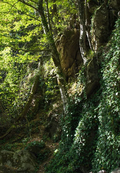 Nehir, yeşilliklerle çevrili bir yatak ile Mamed gorge kurutulmuş