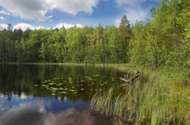 Büyük bir gölün kıyısında. Kıyı boyunca ormanlar