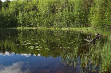 Büyük bir gölün kıyısında. Kıyı boyunca ormanlar