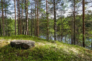 Büyük bir gölün kıyısında. Kıyı boyunca ormanlar