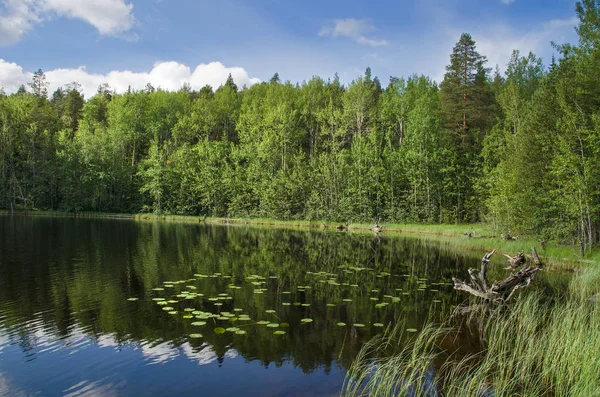 Lungomare Boscoso Grande Lago Foreste Lungo Costa — Foto Stock