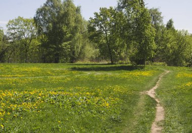 Glade Park üzerinde çiçek açması armut