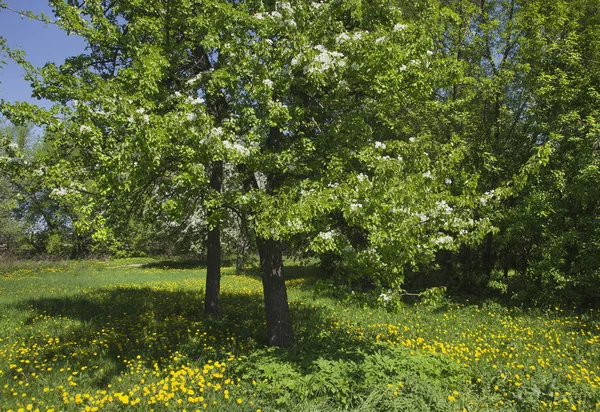 Pera Fiore Una Radura Nel Parco — Foto Stock