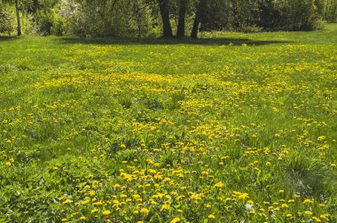 Glade Park üzerinde çiçek açması armut