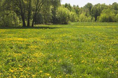 Glade Park üzerinde çiçek açması armut
