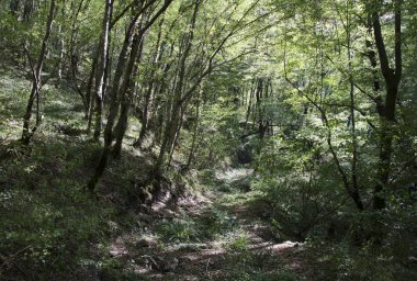 Nehir, yeşilliklerle çevrili bir yatak ile Mamed gorge kurutulmuş