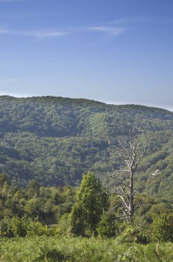 Landscapein Kafkas Dağları, yeşilin içinde boğulma
