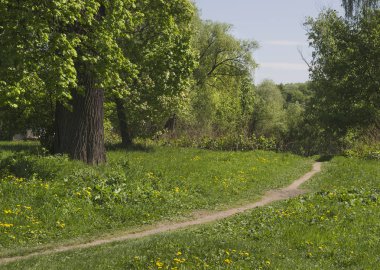 Glade Park üzerinde çiçek açması armut