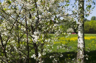 Glade Park üzerinde çiçek açması armut