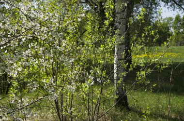 Glade Park üzerinde çiçek açması armut