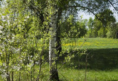 Glade Park üzerinde çiçek açması armut