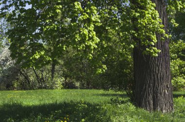 Glade parkta ağaçta üzerinde yoğun bitki örtüsü