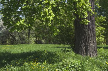 Glade parkta ağaçta üzerinde yoğun bitki örtüsü
