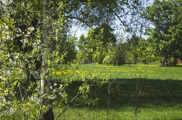 Glade parkta ağaçta üzerinde yoğun bitki örtüsü