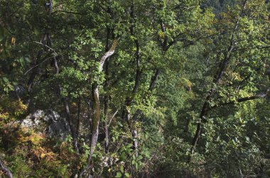 Kafkas Dağları, yeşilin içinde boğulma manzarada