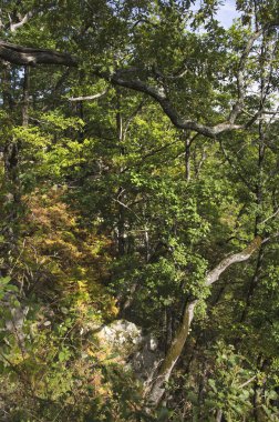 Kafkas Dağları, yeşilin içinde boğulma manzarada