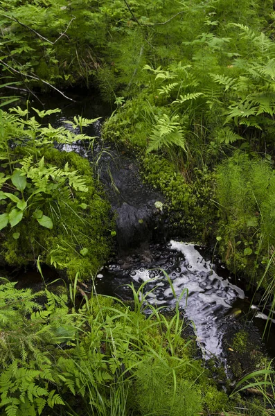 沼地の植物の間で森の中でストリーム — ストック写真